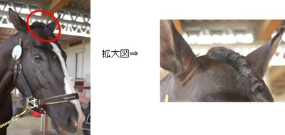 前髪.jpg