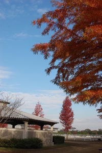 DSC_0314.JPGのサムネール画像のサムネール画像