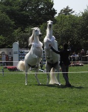 horseshow3-4.jpg