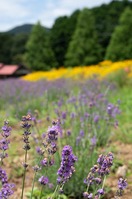 20180714-7.jpg