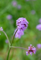 20180714-8.jpg
