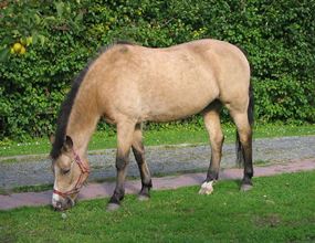 1024px-Buckskin_New_Forest_pony.jpg