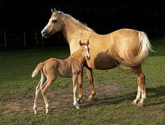 300px-Mare_and_foal_(Kvetina-Marie).jpg