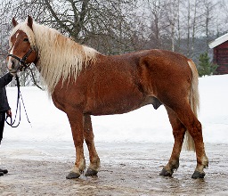 Finnhorse_draught.jpg