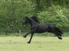 animal-180.jpg