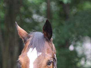 horse00061.jpg