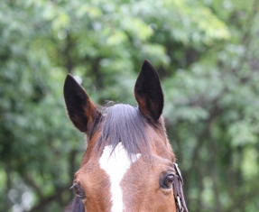 horse00101.jpg
