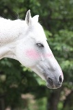horse0052-po-ss.jpg