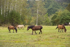 kisouma-160.jpg
