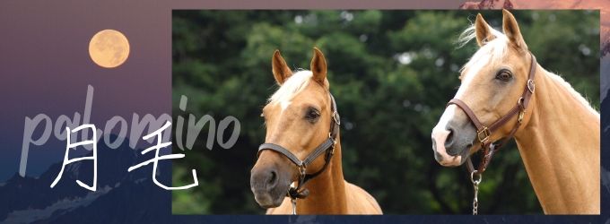 ～スペイン女王から上杉謙信まで！？～　月光の馬「パロミノ」