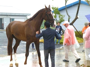 第17回アジア大会便り　～障害馬術個人 インスペクション無事通過～