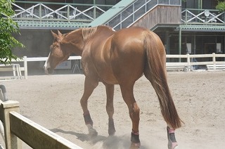 馬ってどんな動物？【２６】馬のたてがみとしっぽの手入れ