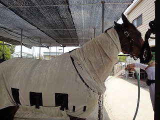 オススメ！英国王室御用達の馬用フライラグ