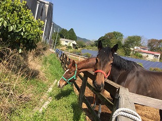 三重ホースファーム便り５　2018春夏編