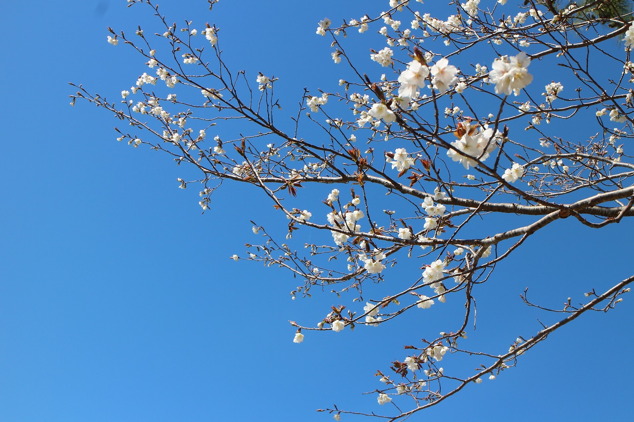 3sakura.JPG