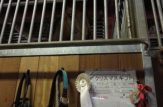 乗馬クラブの馬はどこから来るの？
