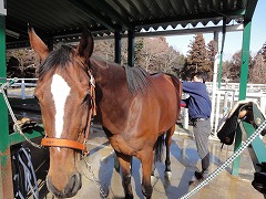 馬ってどんな動物？【８】・・・馬の健康診断？