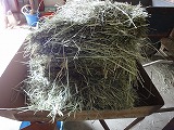 DSC00751.jpg