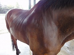 ロンドンオリンピックは馬術を応援しよう！～馬場馬術編～