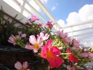 DSC00783.jpg