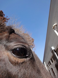 オリンピックの馬術競技、どんな歴史が？