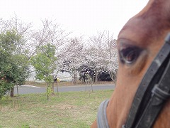 乗馬クラブクレインには乗馬学校があります！
