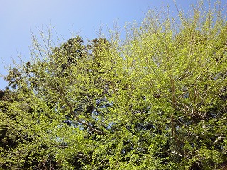 DSC01129.jpg