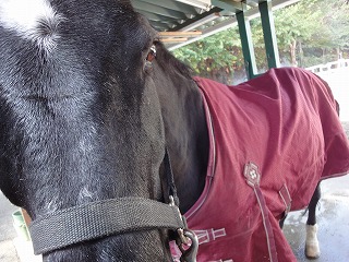 乗馬の秋冬ファッションスタイル