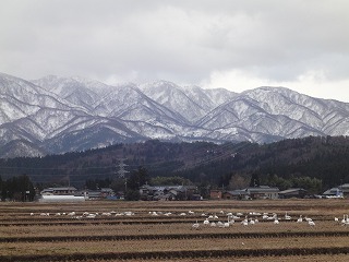 ２０１４年うまどしが来ましたー！