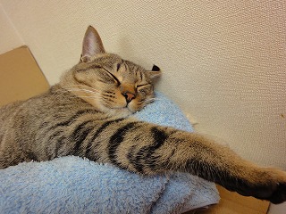 キングアーサーと円卓の騎士たち・・・馬好きなら見たい映画