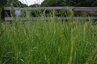 IMGP9247.jpg