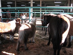 IMG_0982.jpg