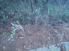 IMG_3603.jpg