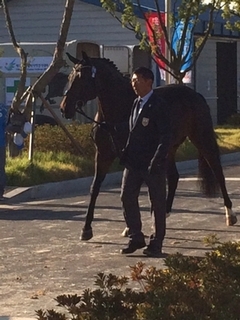 第17回アジア大会便り　～馬場馬術 全4頭 歩様検査通過！～