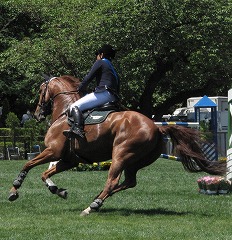 horseshow2-3.jpg