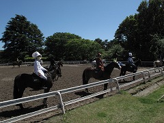 horseshow3-12.jpg