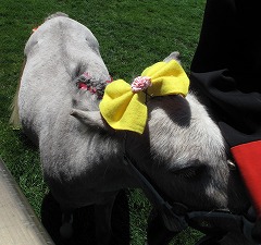 horseshow3-3.jpg