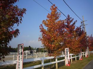 紅葉の秋、乗馬の秋！
