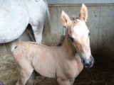 orive-colt2.jpg