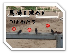つばめ.jpg